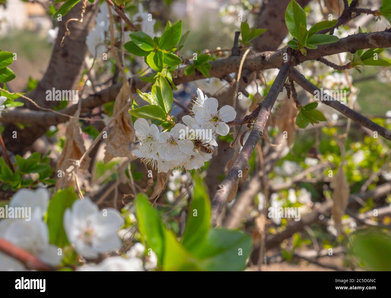spring cherry flower tree macro close up Stock Photo - Alamy