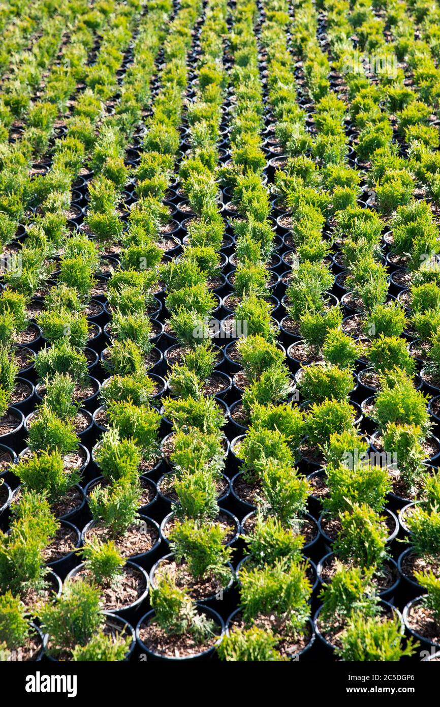 Top view of small thuja occidentalis in garden center. Coniferous nursery outdoor. Stock Photo