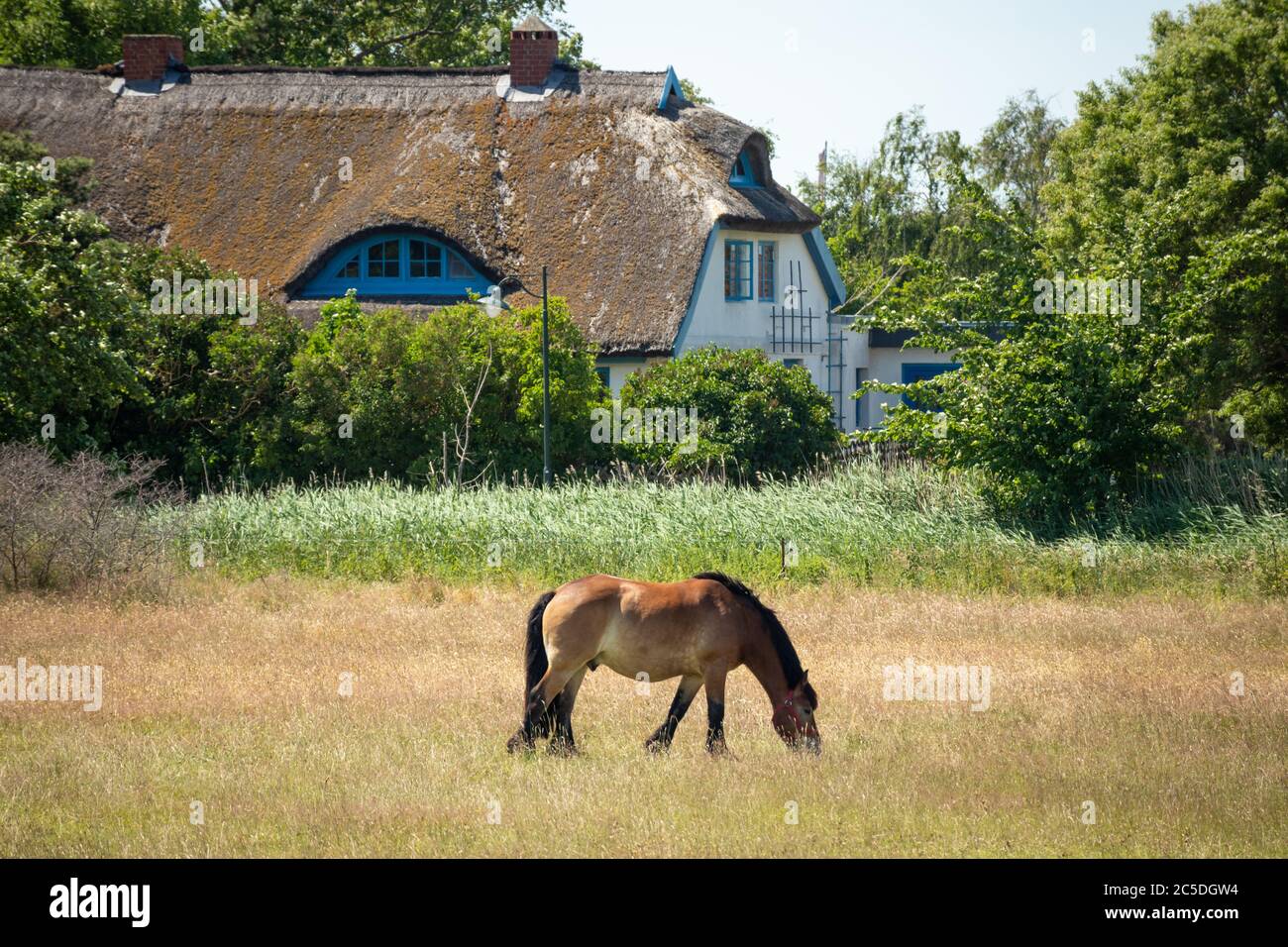 06-25-2020 Insel Hiddensee, Mecklenburg Western Pomerania, Germany, traditional fisherman's house in the village Vitte  with horse on the meadow Stock Photo