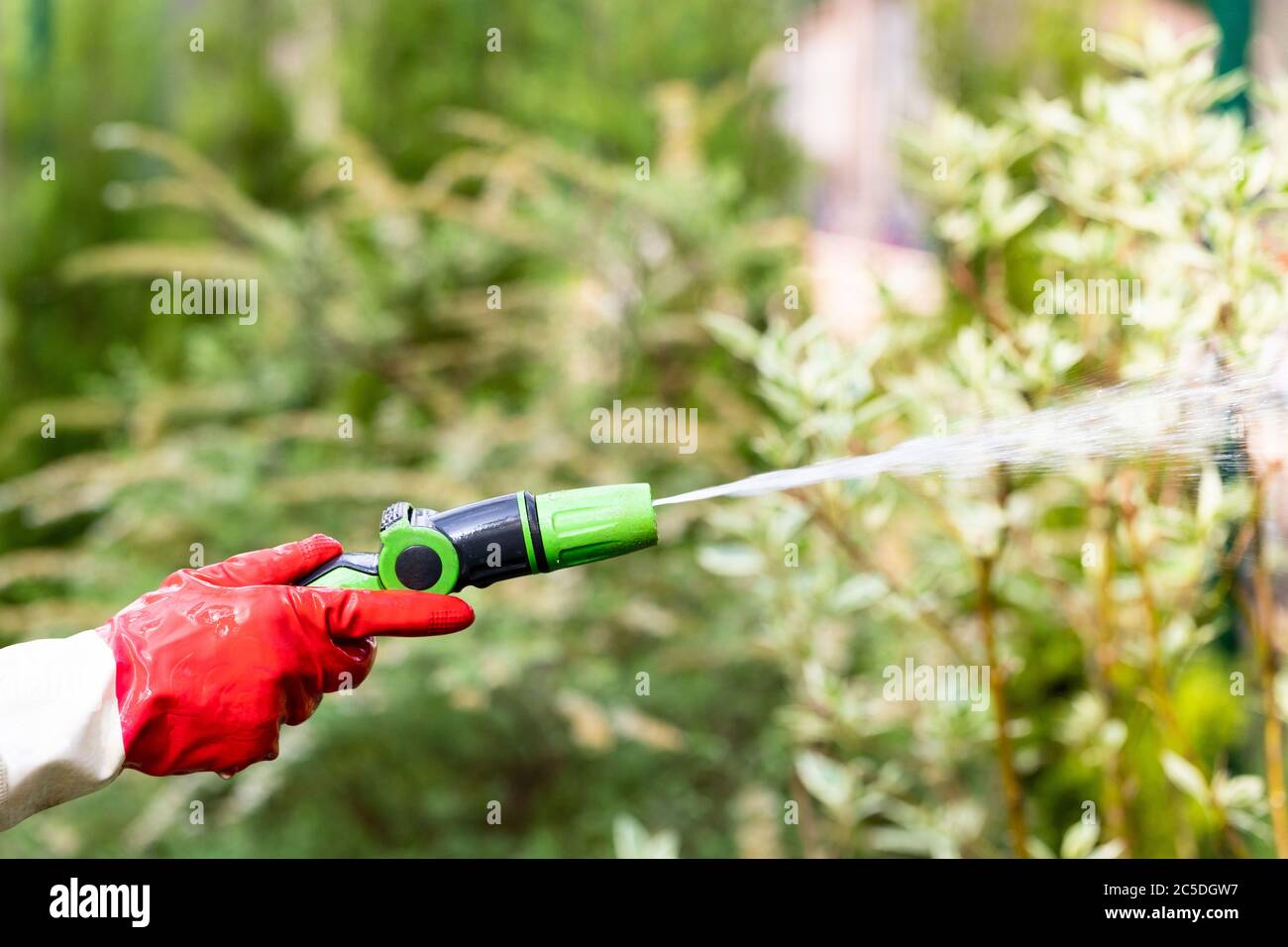 Hand in red rubber gloves with garden hose watering plants, close up, blurred background. Gardening concept Stock Photo
