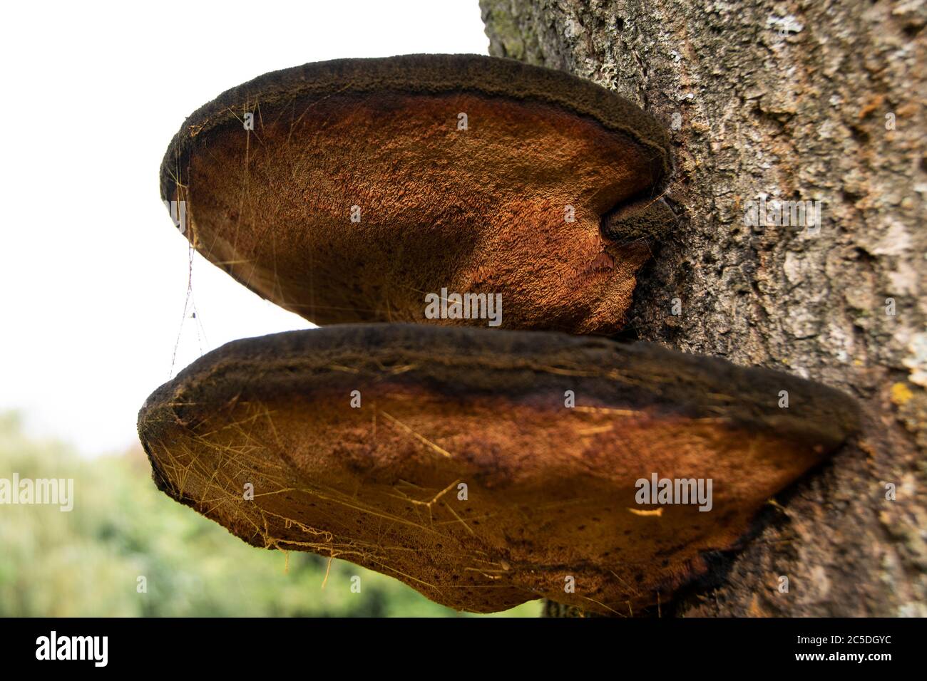 bracket fungus? Stock Photo