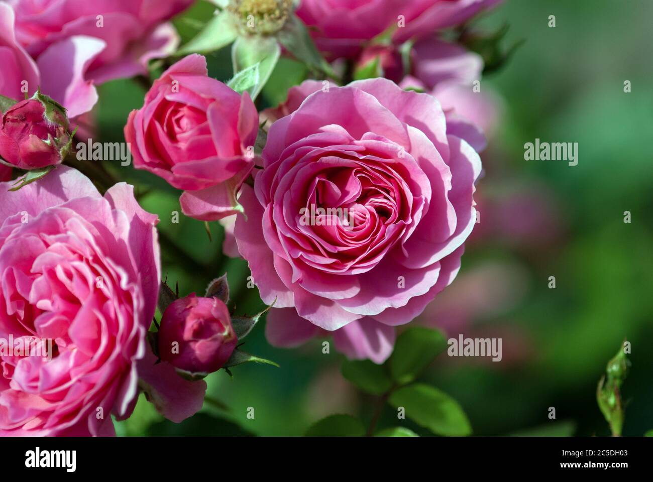 Pink Bulgarian Rose bush blooming in summer garden Stock Photo