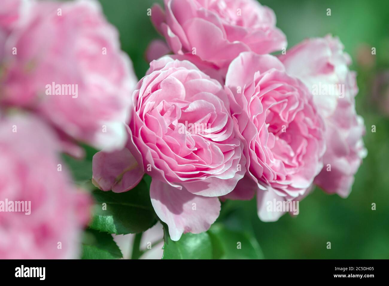 pink roses in bloom, peony double rose bush outdoors Stock Photo