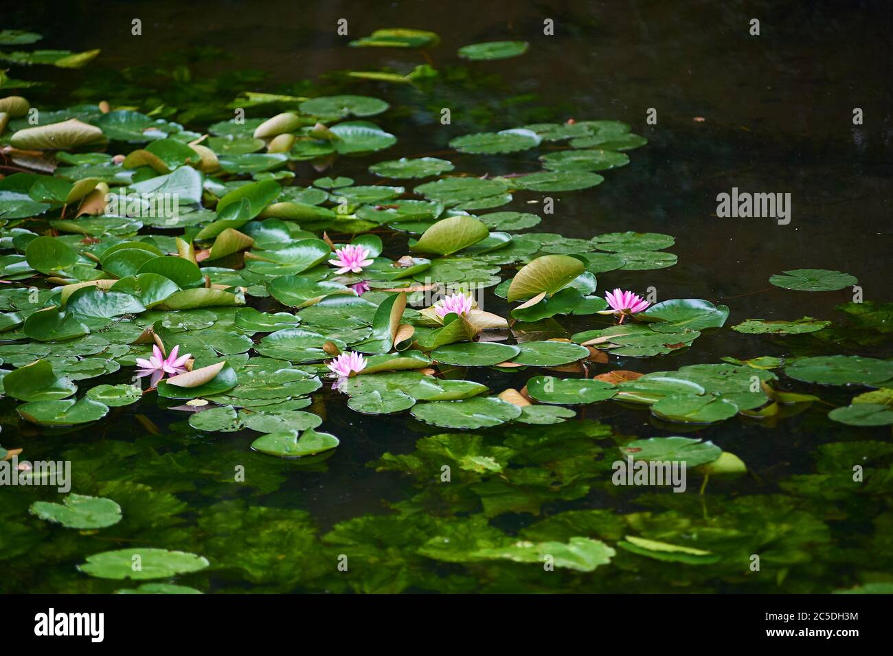 Wild water lilies, blooming on river Wakenitz (Northern Germany) Stock Photo