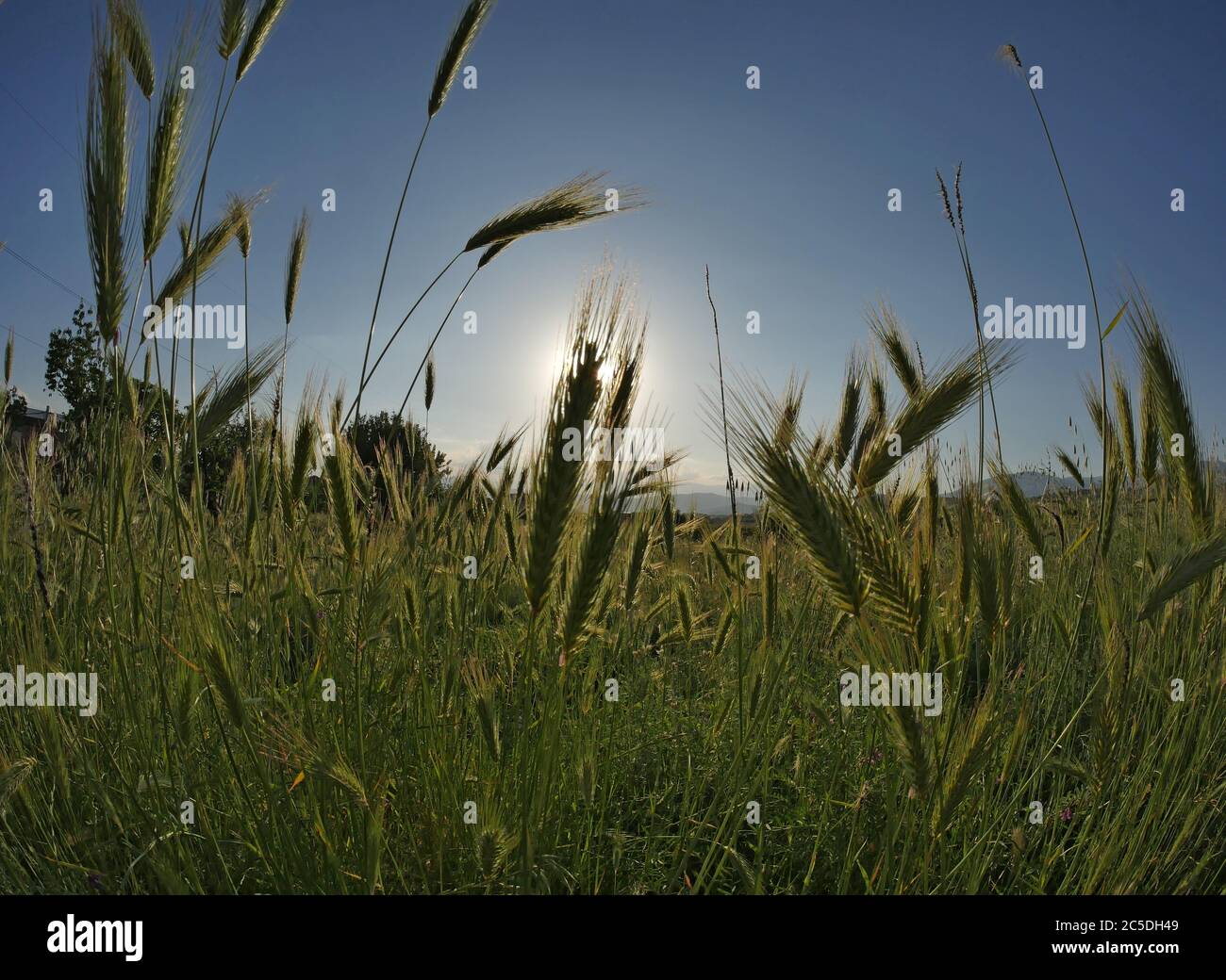 Grass field silhouette border hi-res stock photography and images - Alamy
