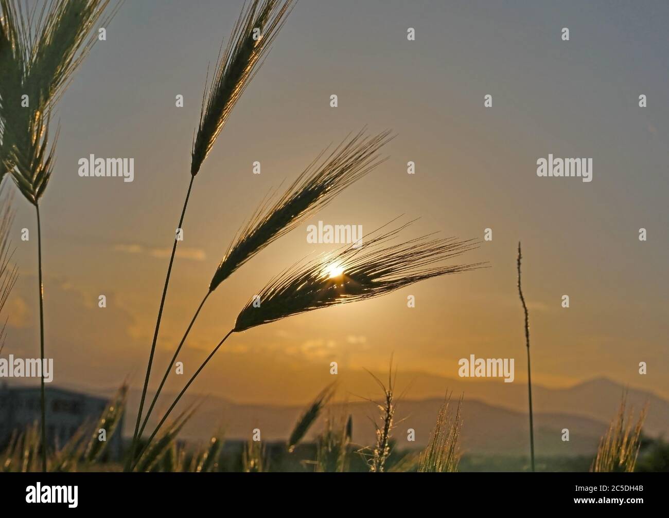 Grass field silhouette border hi-res stock photography and images - Alamy