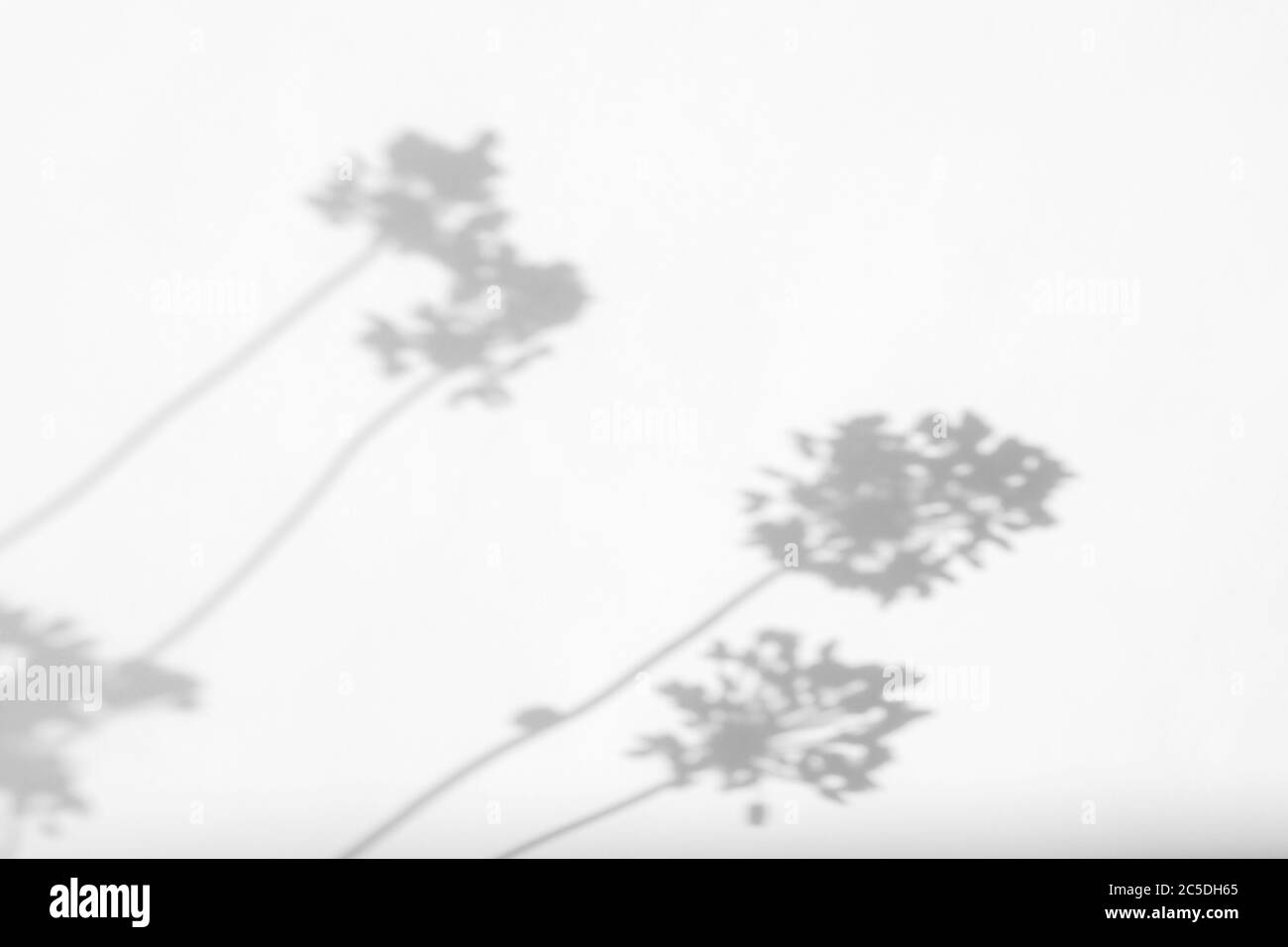 Gray shadows of lavender flowers and grass Stock Photo