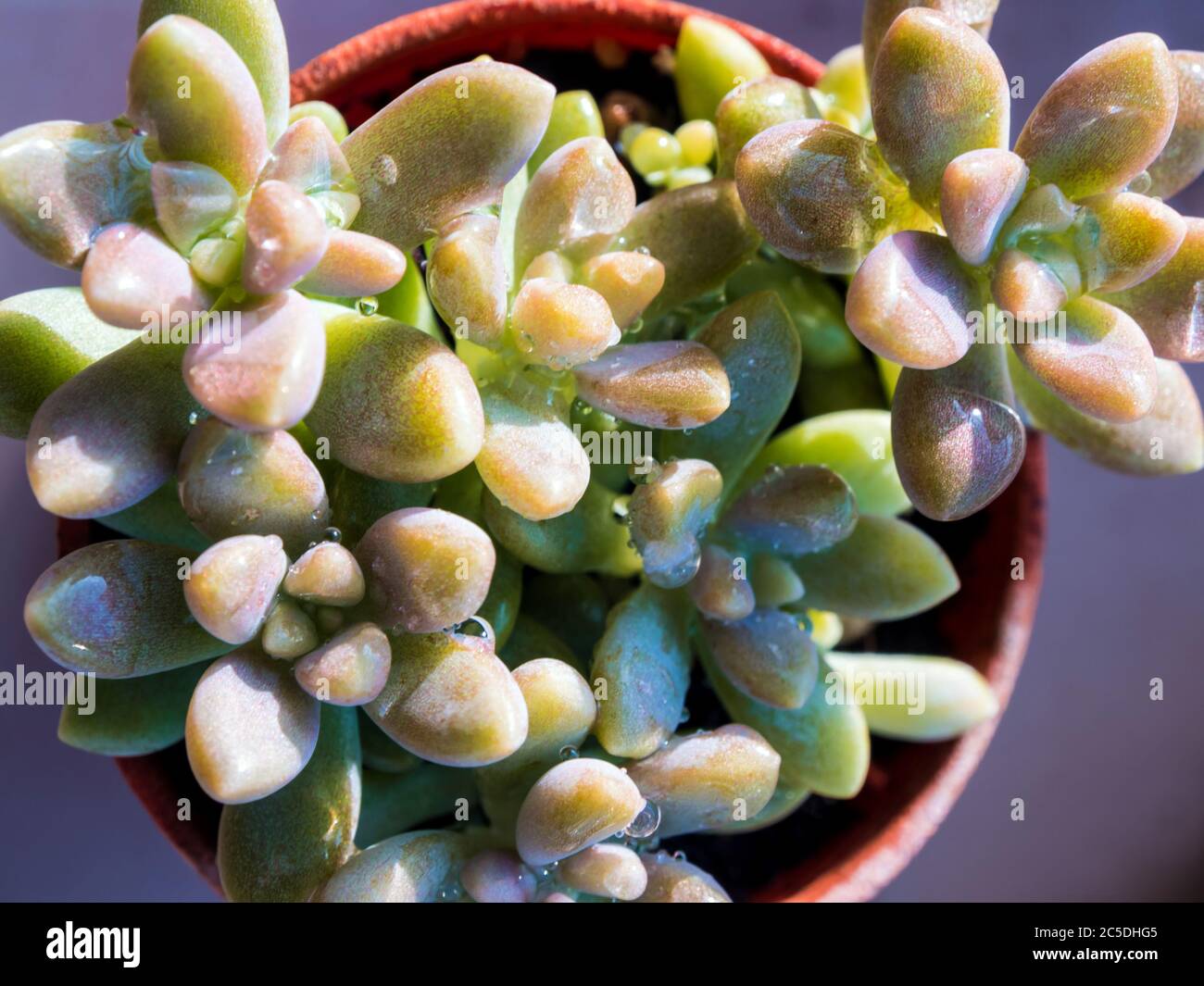 Succulent plant close-up, a raindrop on freshness leaves detail of sedum dasyphyllum Stock Photo
