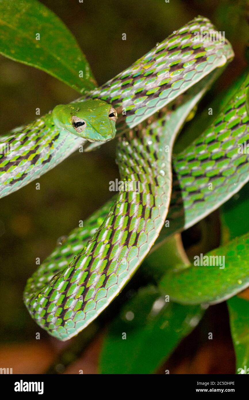 Green Vine Snake, Long-nosed Whip Snake, Ahaetulla nasuta, Sinharaja National Park Rain Forest, World Heritage Site, UNESCO, Biosphere Reserve, Sri La Stock Photo