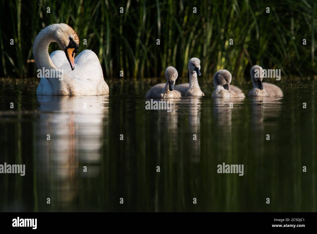 Family of Mute Swan on a feeding ground with young at dawn. Their Latin