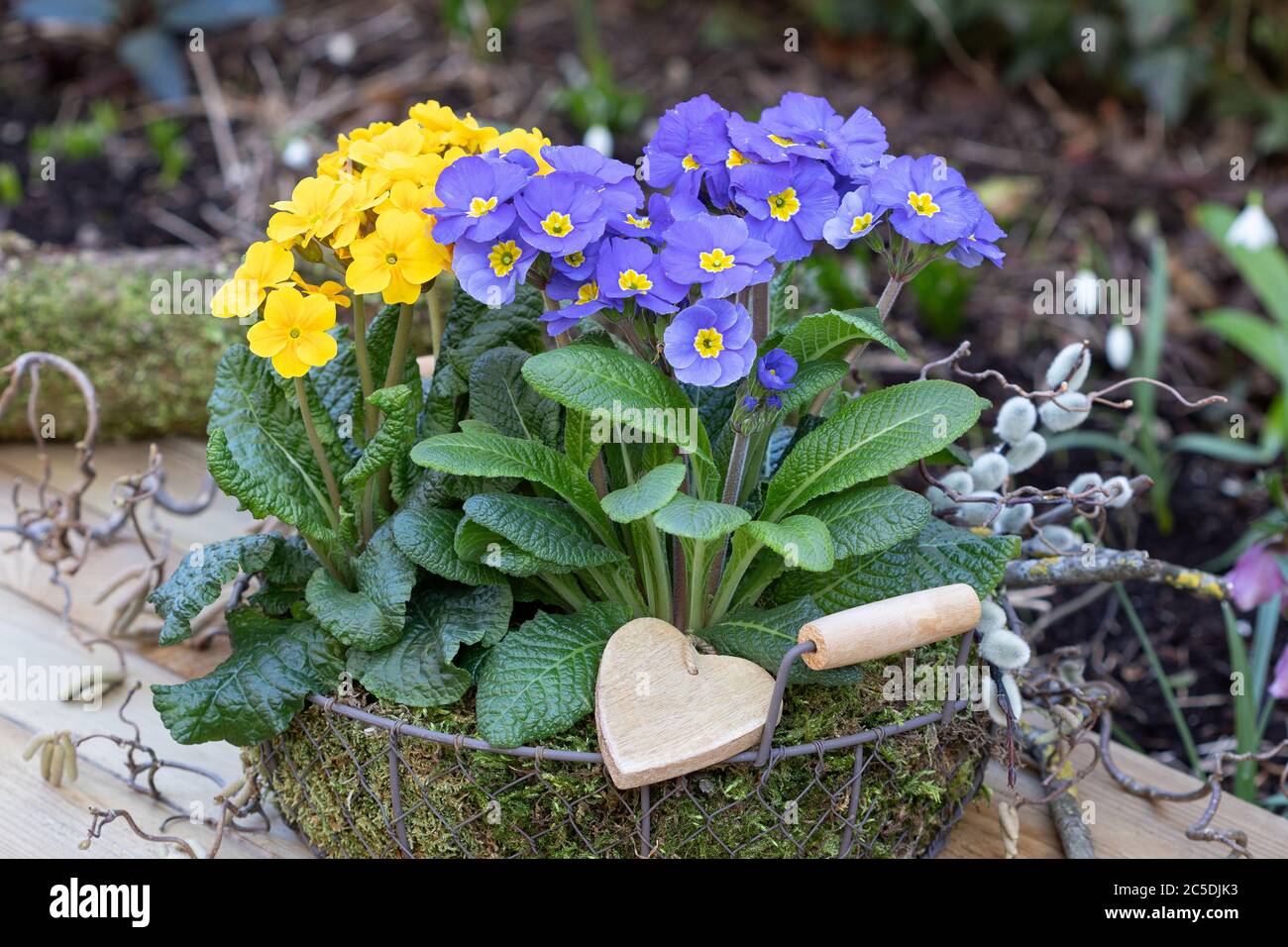 primroses in blue and yellow in basket as spring decoration Stock Photo