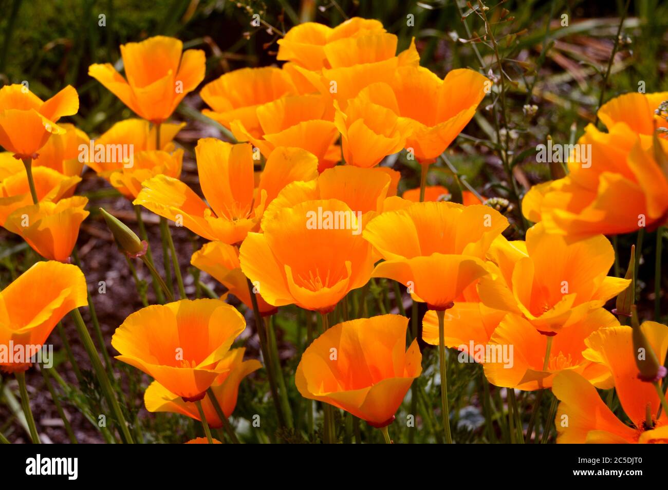 Orange/Yellow Eschscholzia Californica California/Golden Poppy grown in the borders at RHS Garden Harlow Carr, Harrogate, Yorkshire, England, UK. Stock Photo