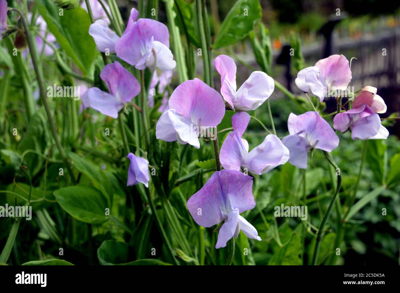 Lilac/Lavender (Lathyrus odoratus) Sweet Peas 'Great Expectations' Flowers grown in the  borders at RHS Garden Harlow Carr, Harrogate, Yorkshire, UK. Stock Photo