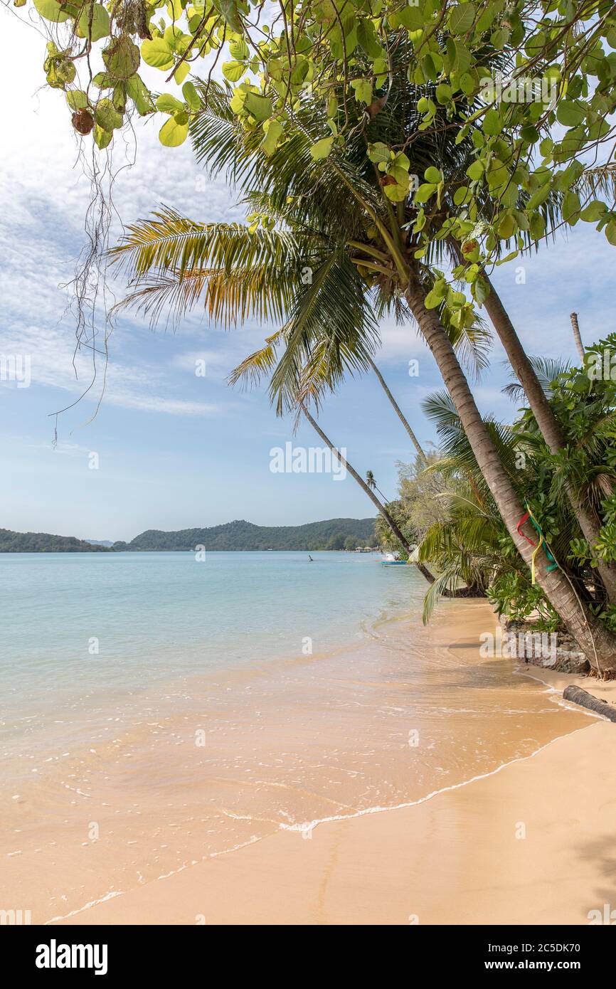 palm-trees-on-the-beach-koh-mak-beach-koh-mak-island-thailand-stock