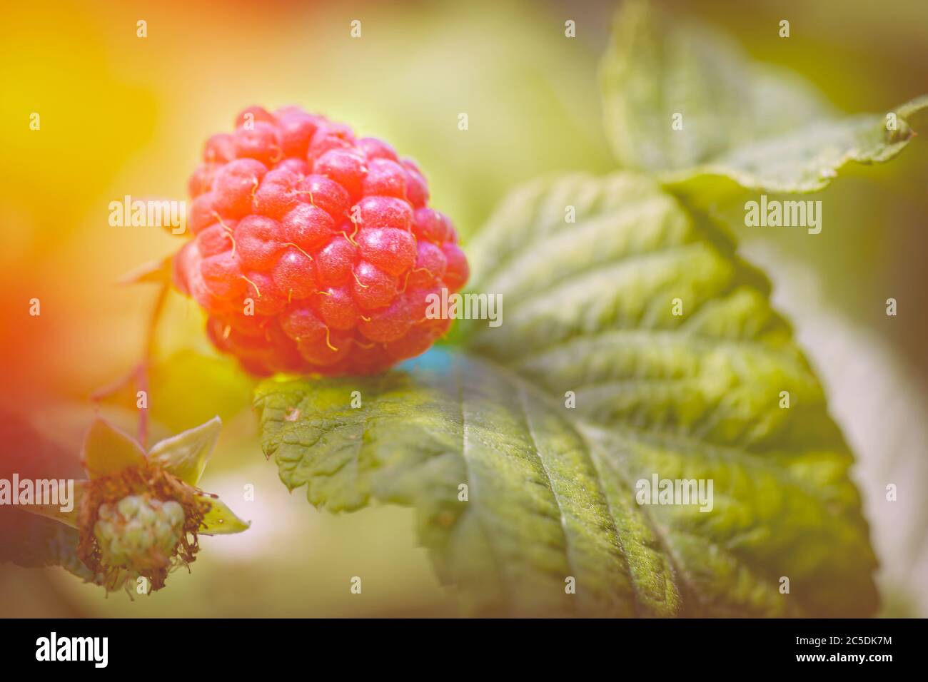 Raspberries in the sun. Photo of ripe raspberries on a branch. Raspberries on a branch in the garden. Red berry with green leaves in the sun. Stock Photo