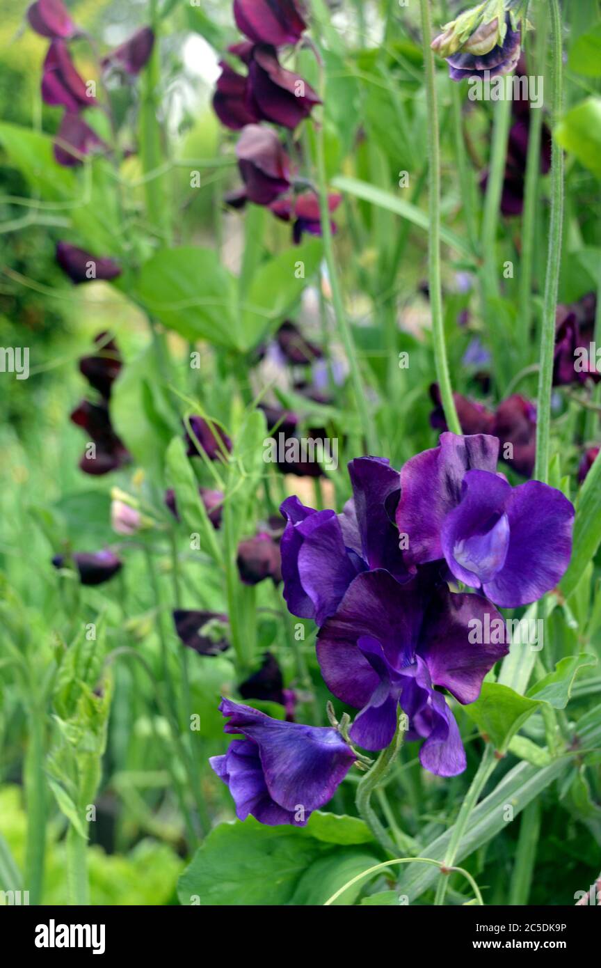 Dark Blue (Lathyrus odoratus) Sweet Peas 'Just Jenny' Flowers grown in