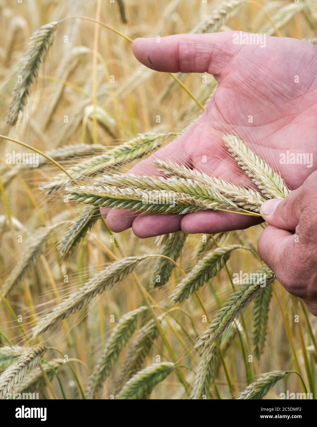 Tauche, Germany. 02nd July, 2020. A farmer holds rancid ears of wheat in his hands in a field belonging to the agricultural cooperative. At a press event to mark the start of the harvest, a below-average harvest was once again predicted for the state of Brandenburg. Credit: Jens Kalaene/dpa-Zentralbild/ZB/dpa/Alamy Live News Stock Photo
