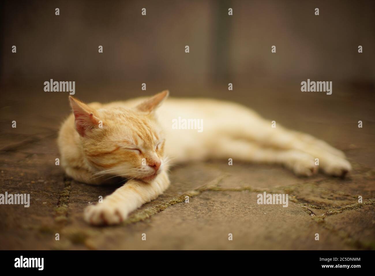 cute red cat sleeps on the street, stretching its paw forward, side view, selective focus. Stock Photo