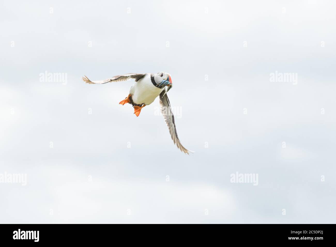 A portrait of a colourful Atlantic Puffins flying back to its nest with a mouth full of fish on Farne Islands Northumberland Stock Photo
