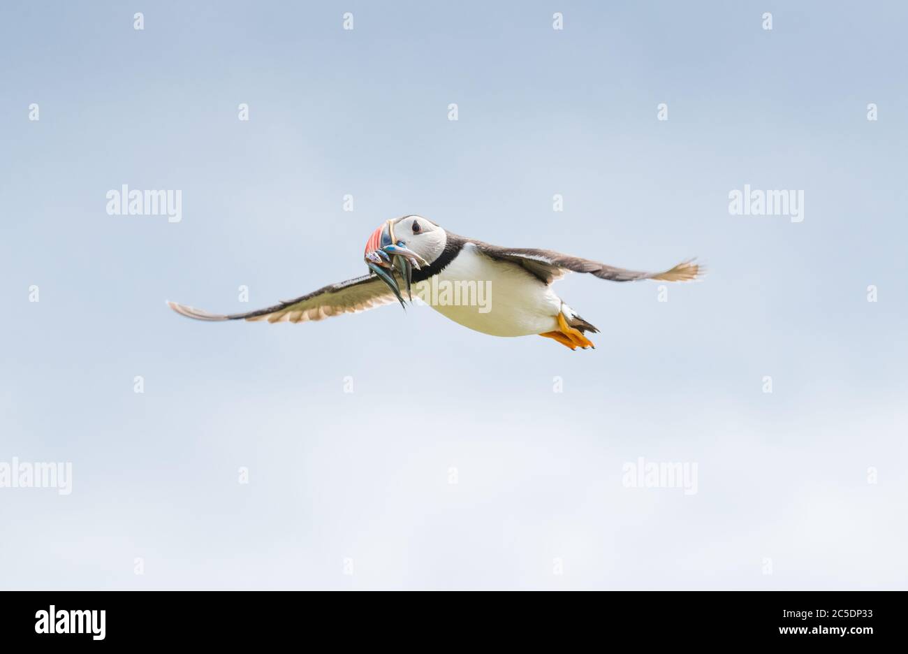 A portrait of a colourful Atlantic Puffins flying back to its nest with a mouth full of fish on Farne Islands Northumberland Stock Photo