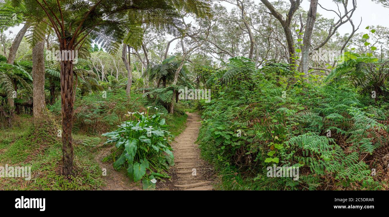 Hiking trail to canyon Trou de Fer at island La Reunion - panoramic view Stock Photo