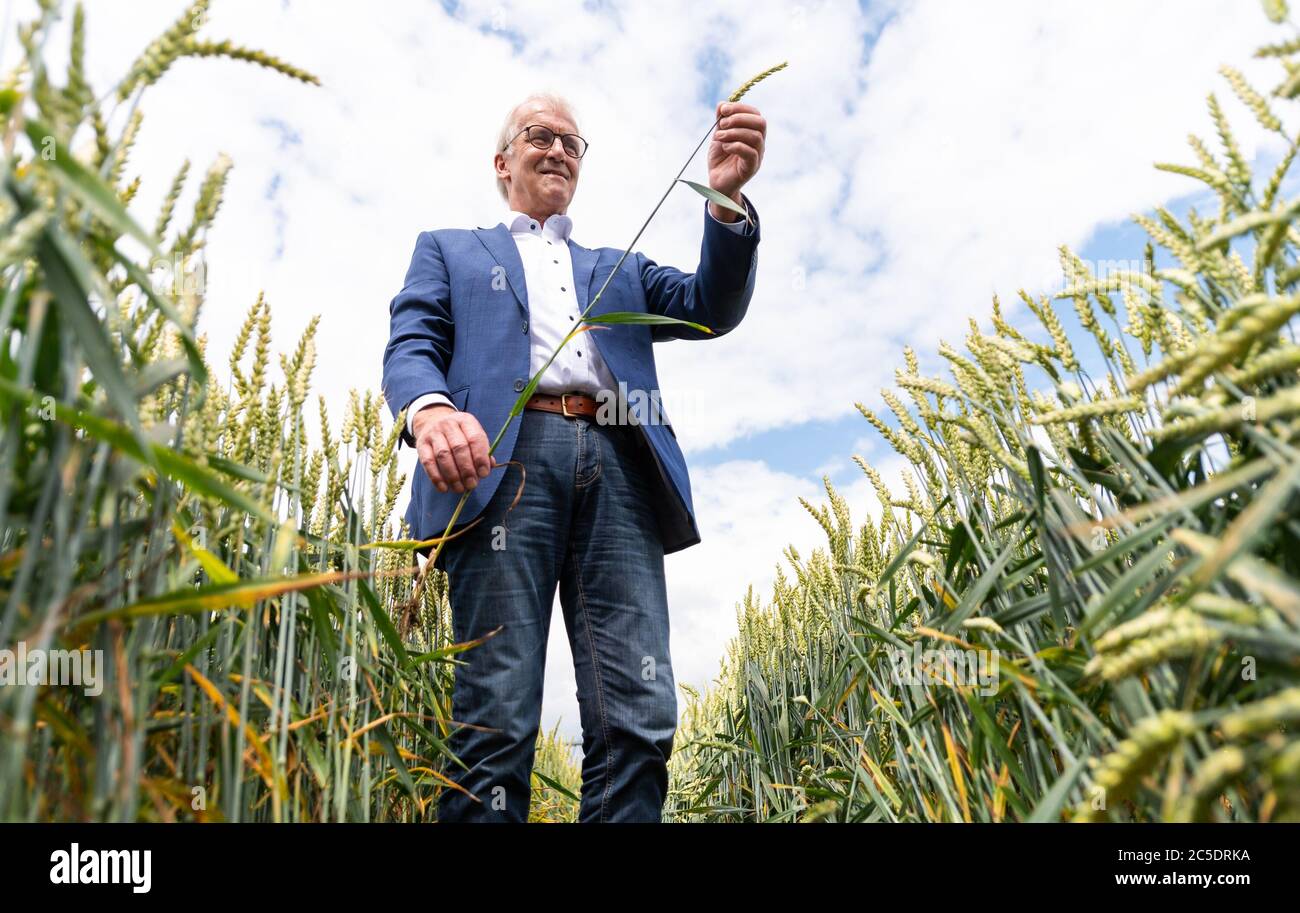 02 July 2020, Lower Saxony, Veerßen: Albert Schulte to Brinke, president of the professional association of the rural people of Lower Saxony, stands in a wheat field during a field inspection by the rural people of Lower Saxony and holds an ear of corn in his hands. Photo: Philipp Schulze/dpa Stock Photo