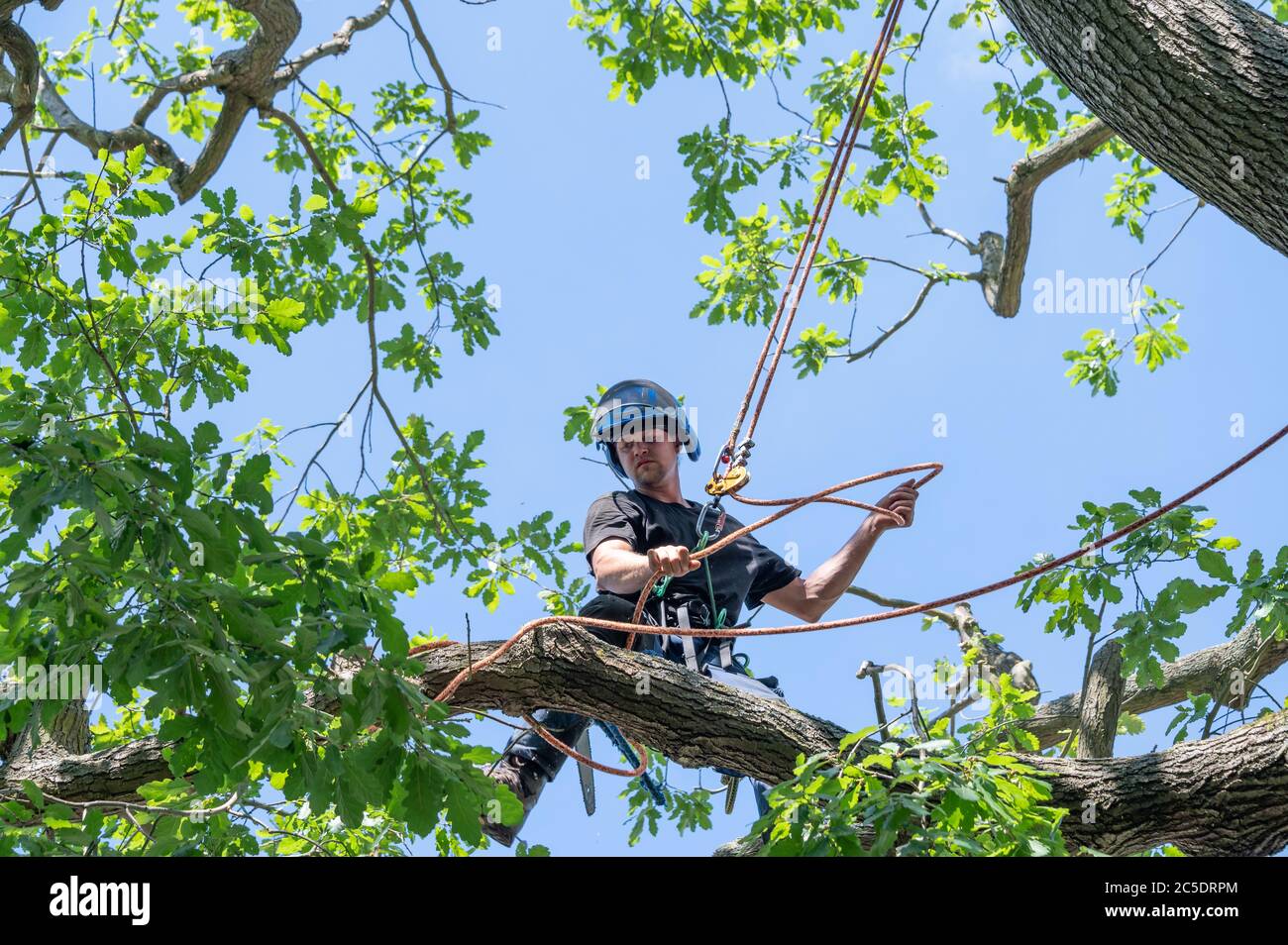 A Tree Surgeon or Arborist adjusts his safety ropes while standing high up a tree. Stock Photo