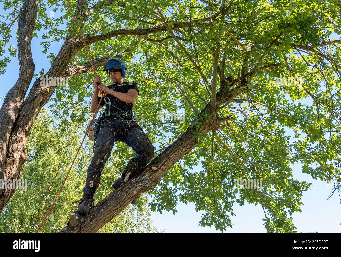 A Tree Surgeon or Arborist working up a tree checking his safety ropes. Sawdust is falling from the tree. Stock Photo