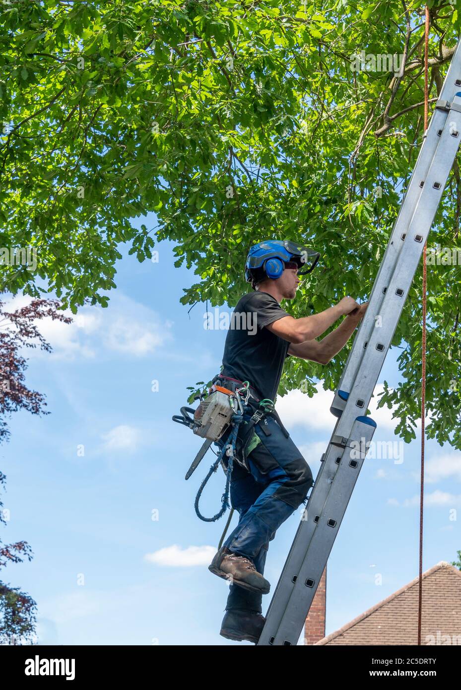 A Tree Surgeon or Arborist clinbing up a ladder ready to work up a tree. Stock Photo