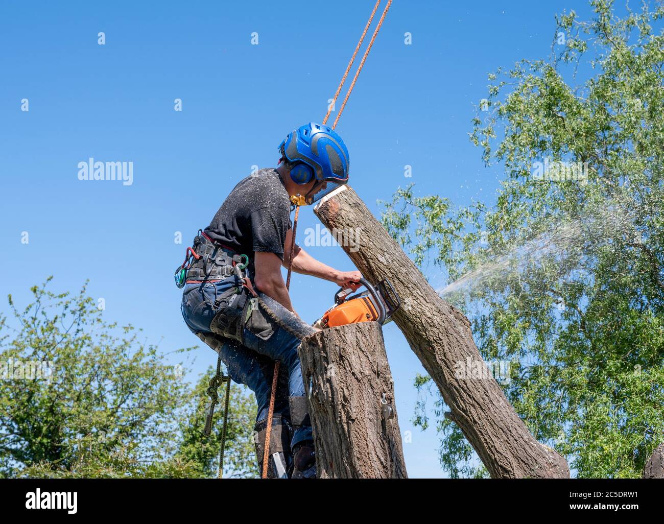 A Tree Surgeon or Arborist cutting a tree stem using a chainsaw. Stock Photo