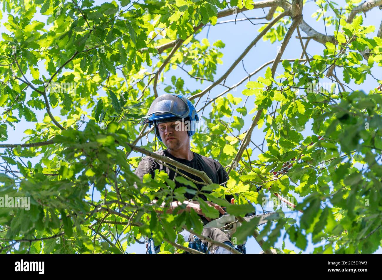 A Tree Surgeon or Arborist roped up in a tree's canopy ready to start work. Stock Photo