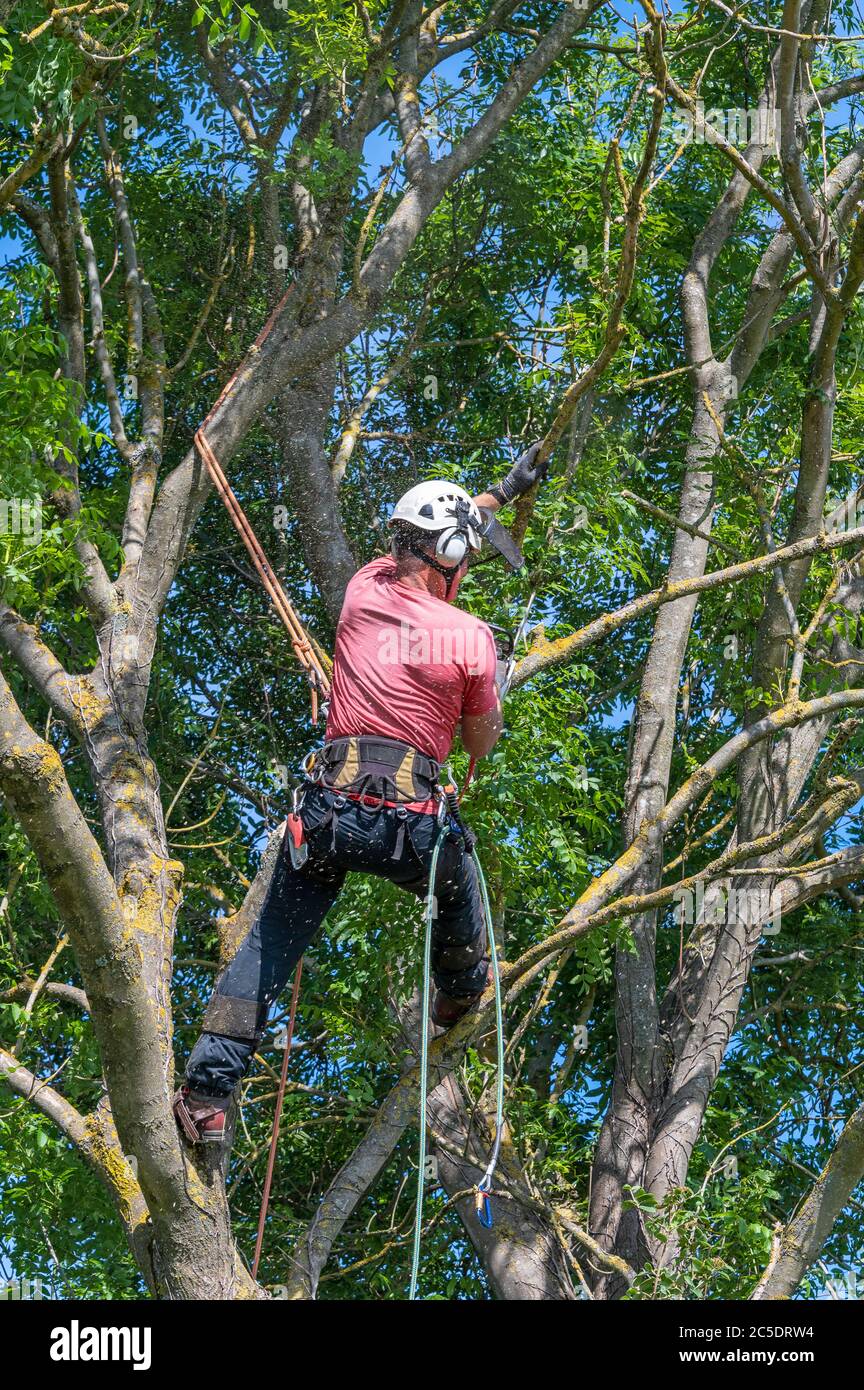 A Tree Surgeon or Arborist with a safety rope using a chainsaw to cut off tree branches. Stock Photo