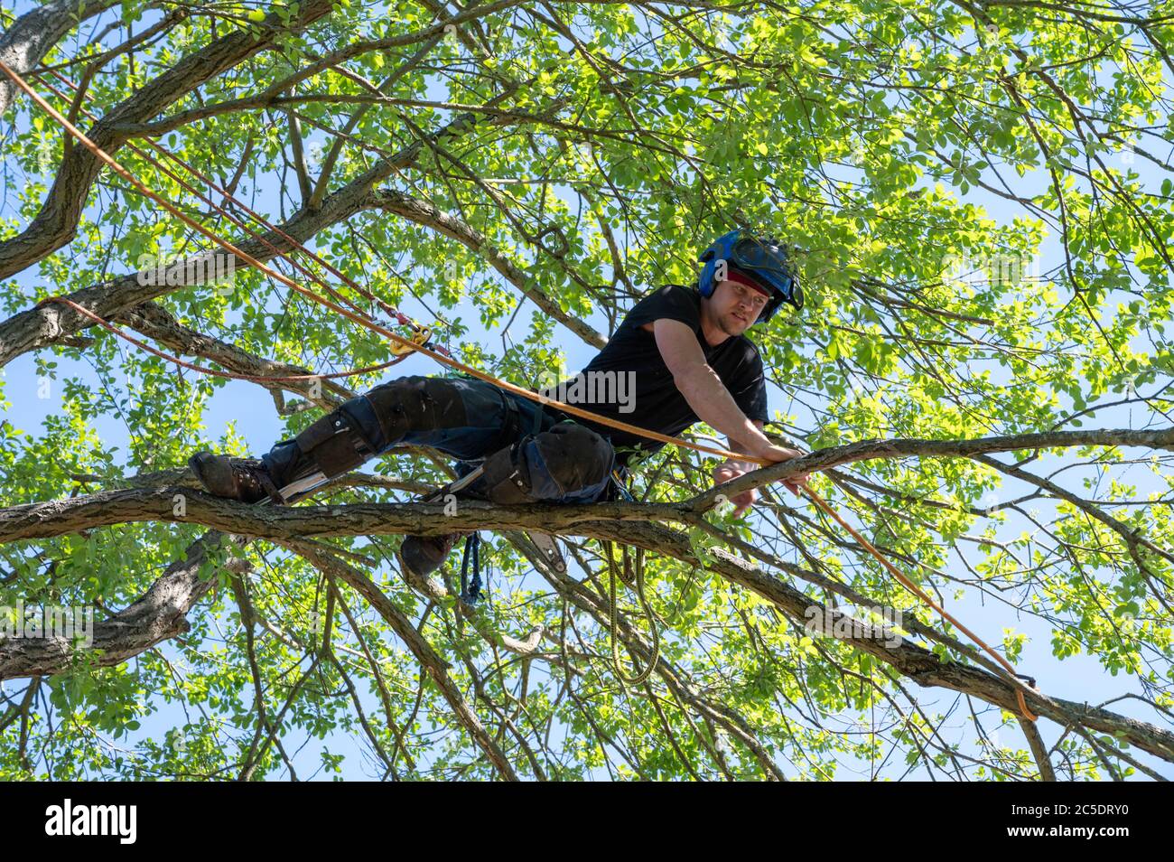 A Tree Surgeon or Arborist tying a rope to a branch ready for cutting. Stock Photo
