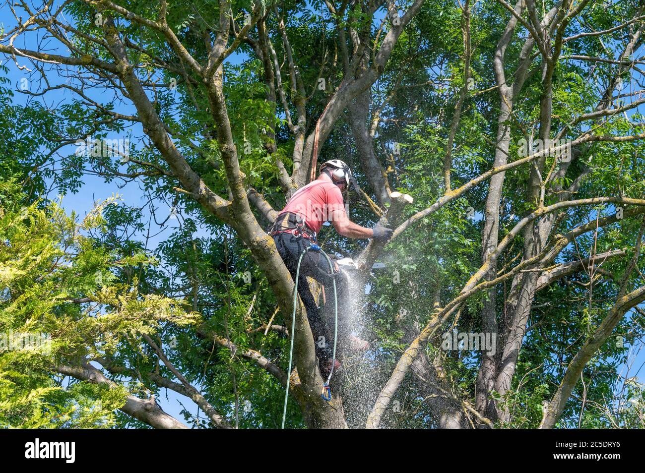 A Tree Surgeon or Arborist using a chainsaw to cut off tree branches. Stock Photo