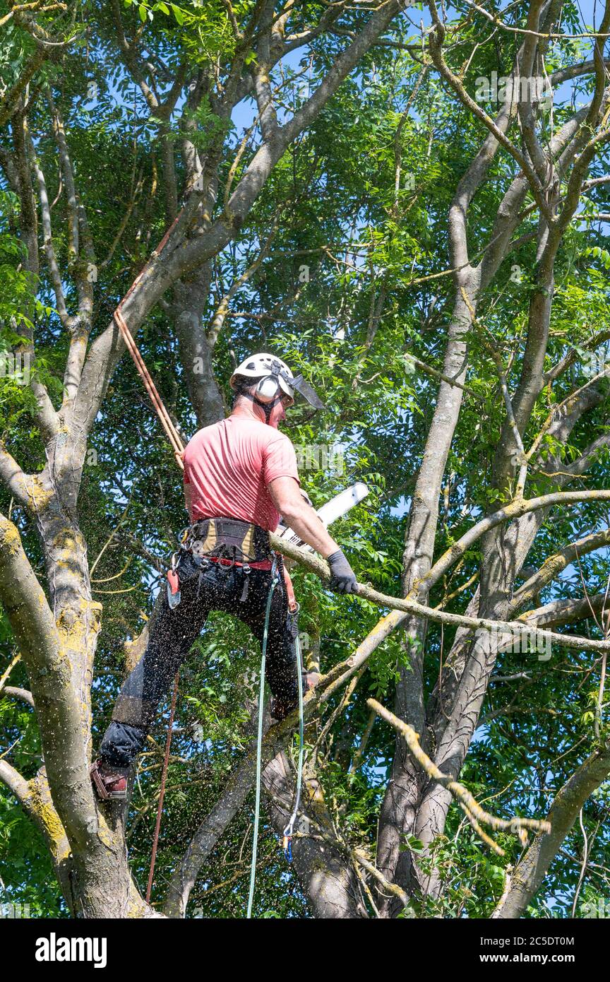 A Tree Surgeon or Arborist standing in a tree cutting off branches. Stock Photo