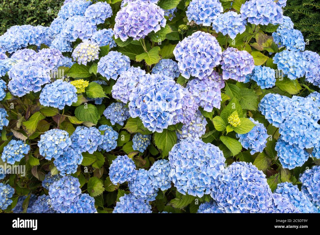 Blue flowers on a mophead Hydrangea macrophylla, produced by it growing in acid soil conditions. Stock Photo
