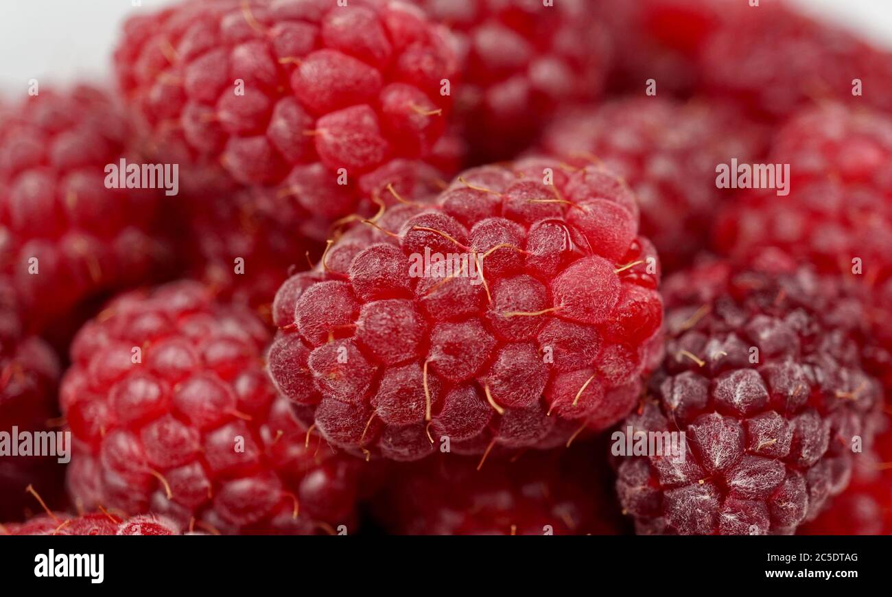 Macro photo of fresh loganberries (Rubus loganobaccus) Stock Photo