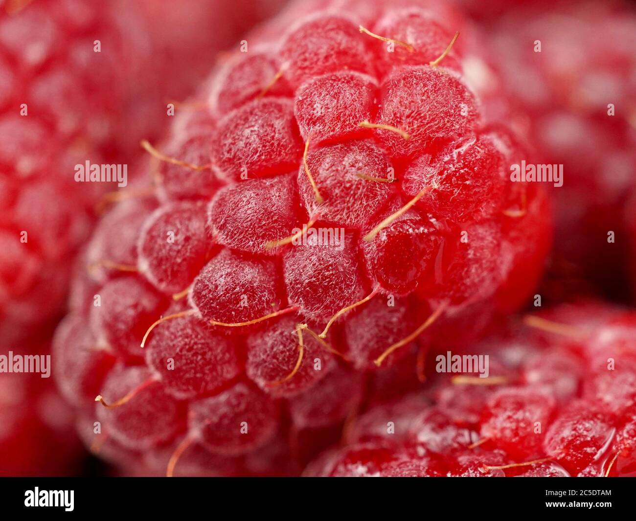 Macro photo of fresh loganberries (Rubus loganobaccus) Stock Photo