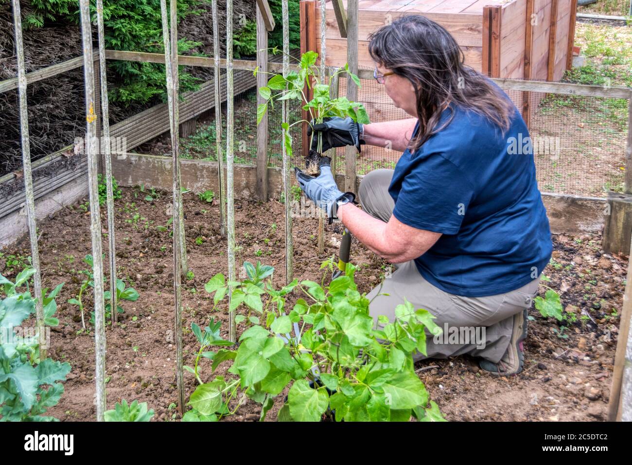 Woman planting out 'Streamline' runner beans, Phaseolus coccineus, against canes or poles for them to grow up in a garden vegetable plot. Stock Photo