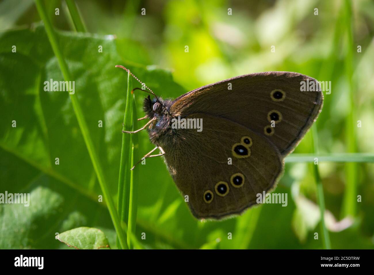 Ringlet butterfly (Aphantopus hyperantus) Stock Photo