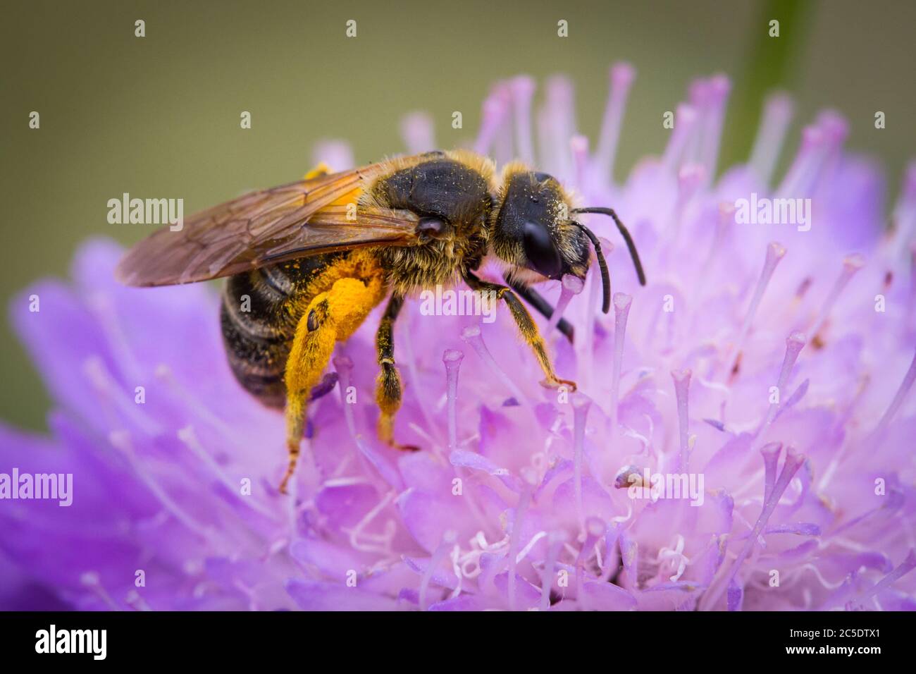 Wild bee on a violet flower Stock Photo