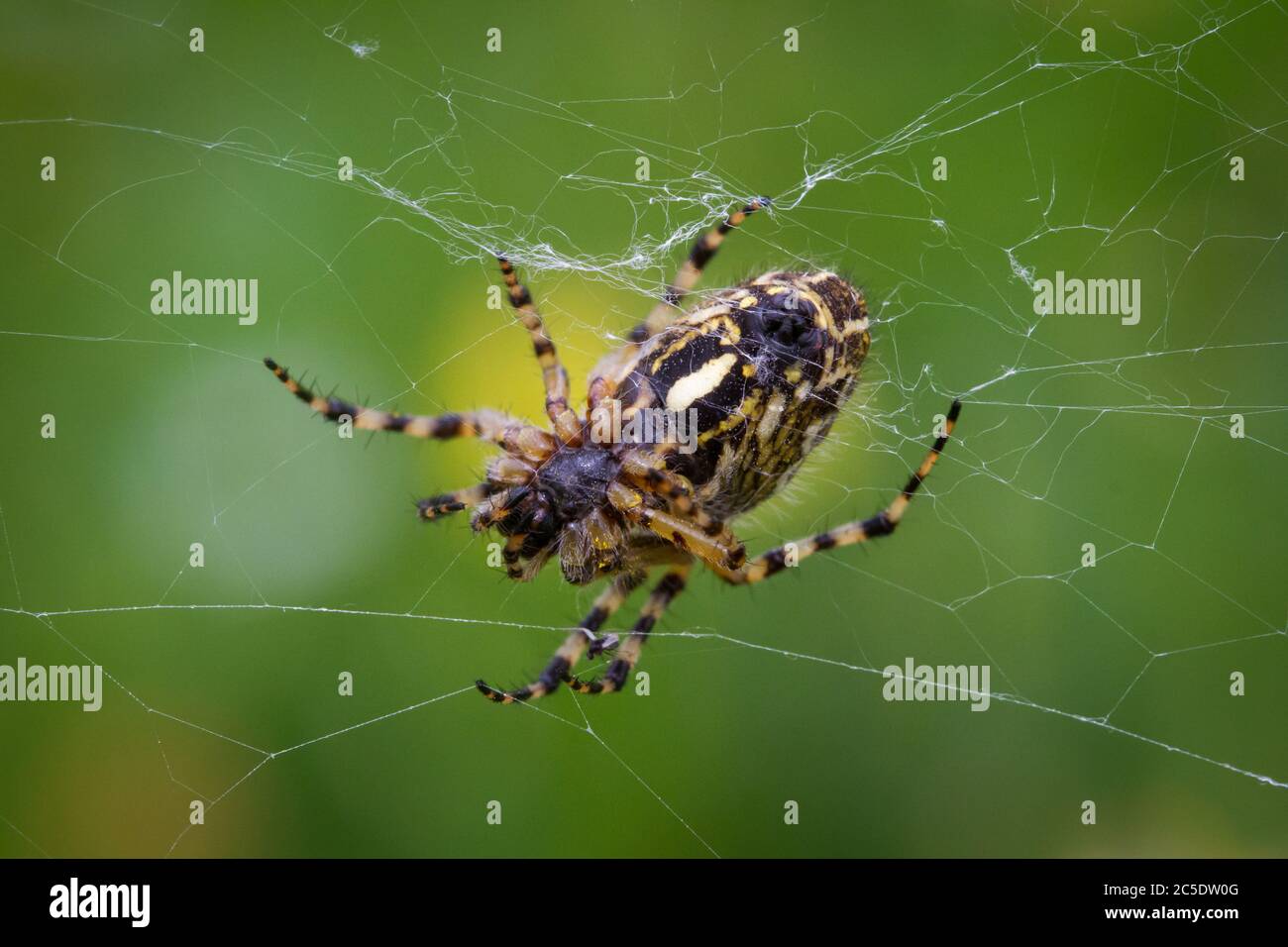 Macro photograph of a spider in the meadow Stock Photo
