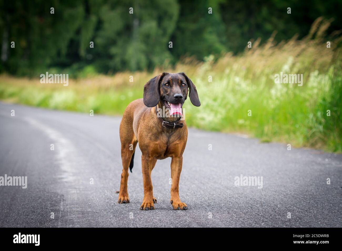 Bavarian Scenthound (Bayrischer Gebirgsschweißhund) Stock Photo