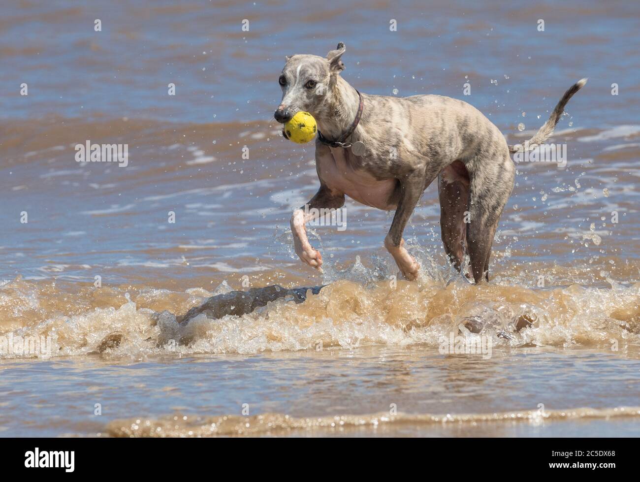 Are Dogs Allowed On Anderby Creek Beach
