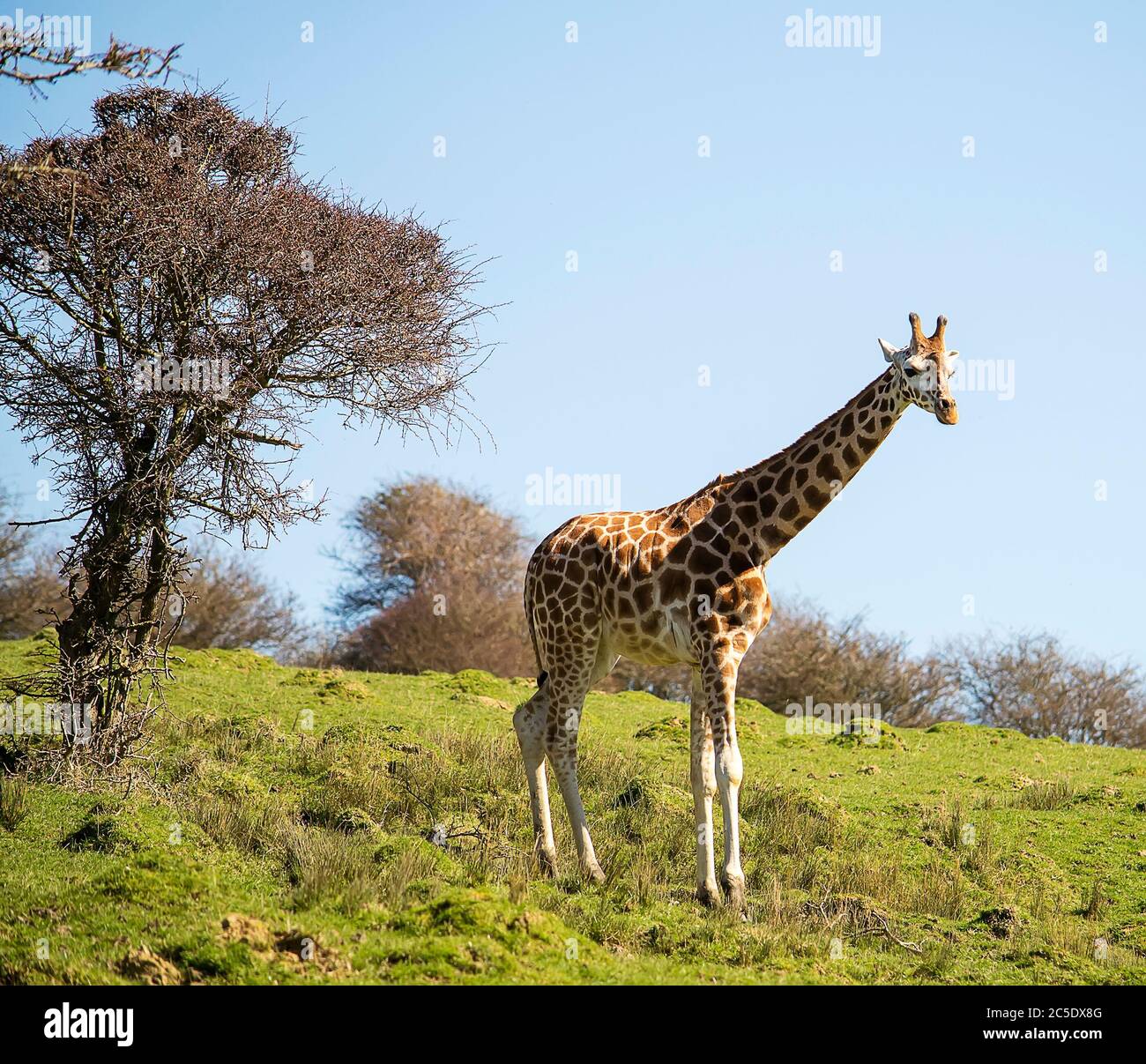Giraffe in a safari hi-res stock photography and images - Alamy