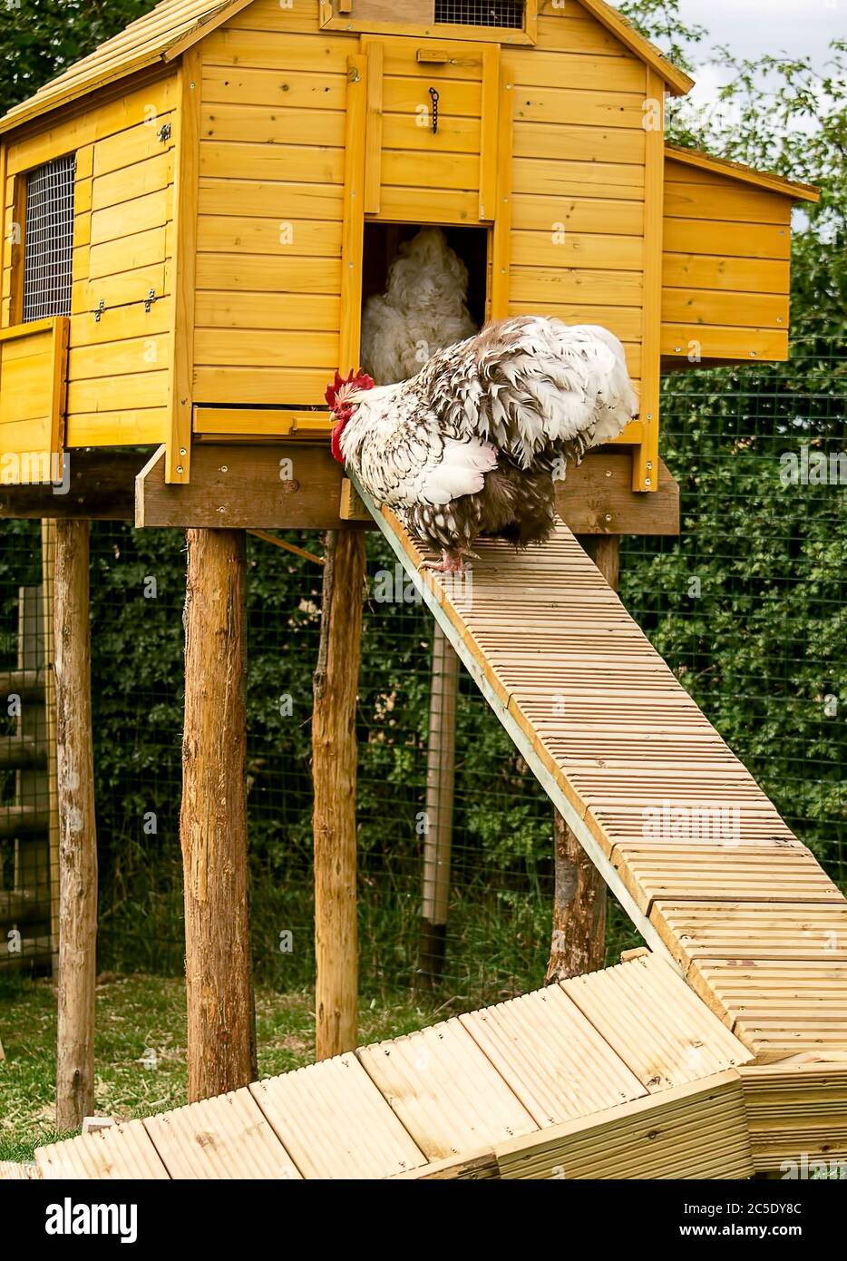 Rooster walking on a ramp into a hen house. Stock Photo