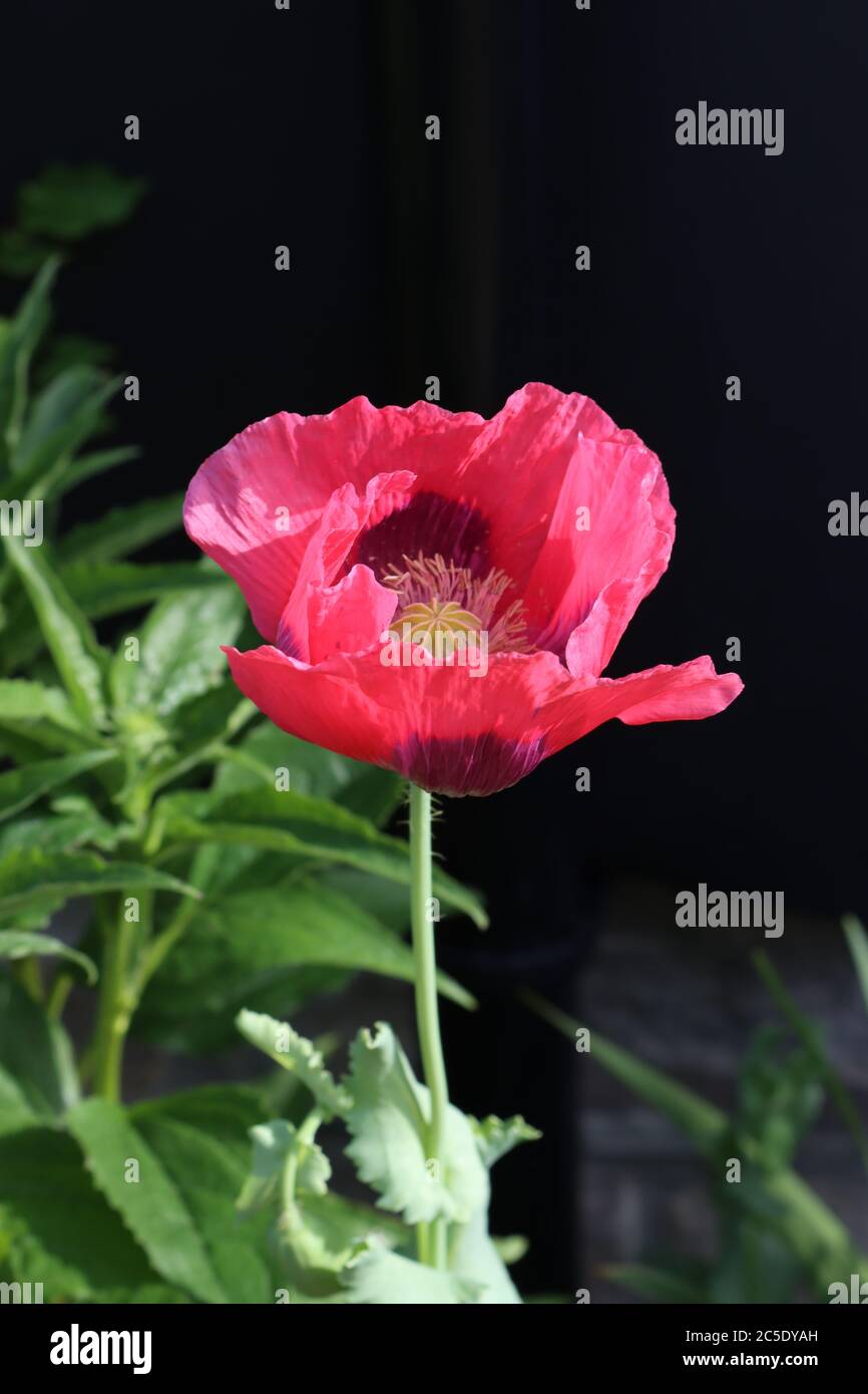 A portrait of a pink poppy flower in the sunshine with its shaggy pale green leaves Stock Photo