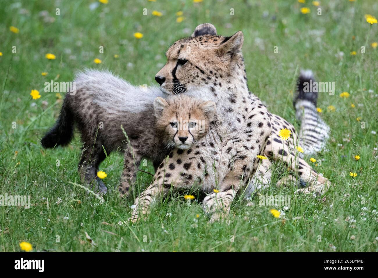 One of four 11-week old cheetah cubs which were born at Colchester Zoo in Essex, during lockdown, next to its mother Sia, as it explores the outdoor enclosure for the first time. The three females have been named Nova, Hope and Star (NHS), to honour the work of the NHS during the pandemic, with the male cub being named Colonel Tom, after the war veteran who raised more than GBP 32million for the NHS. Stock Photo