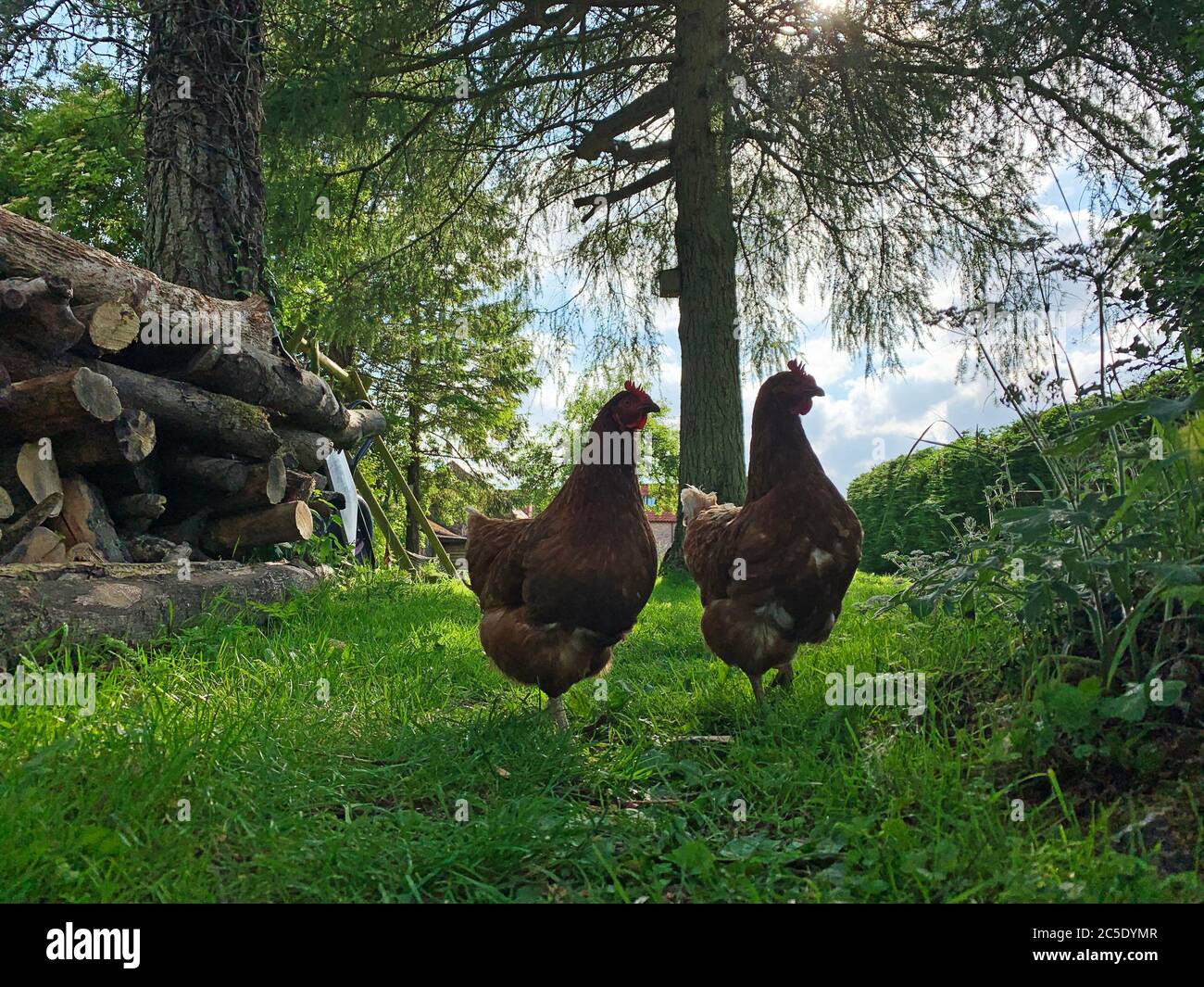 Hens in the garden Stock Photo Alamy