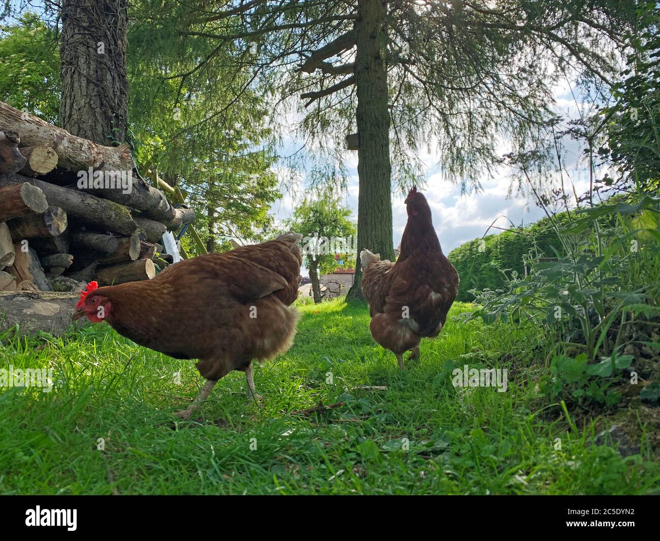 Hens in the garden Stock Photo Alamy
